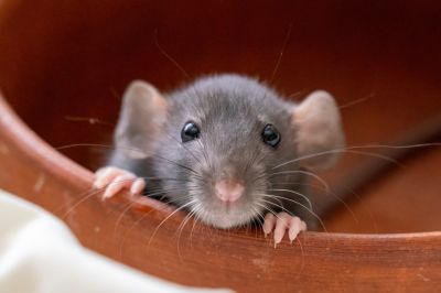 Mouse Prevention