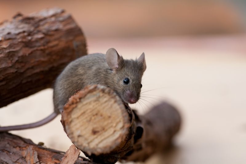 Mouse Prevention