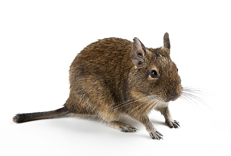 Common Entry Points Rodents Use To Access Properties