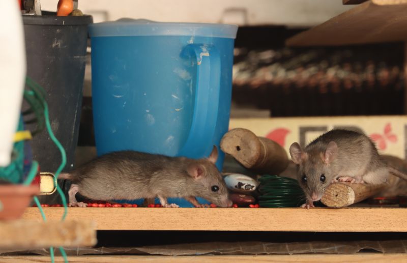 Health Risks Associated With Mice And Rodents In Businesses