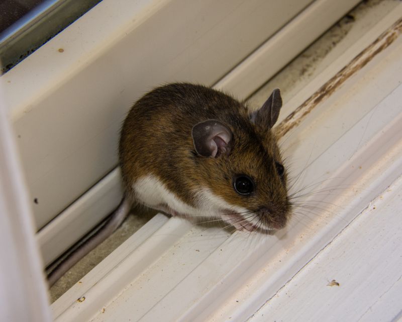 Signs Of A Mouse Infestation Hiding Inside Walls And Cabinets