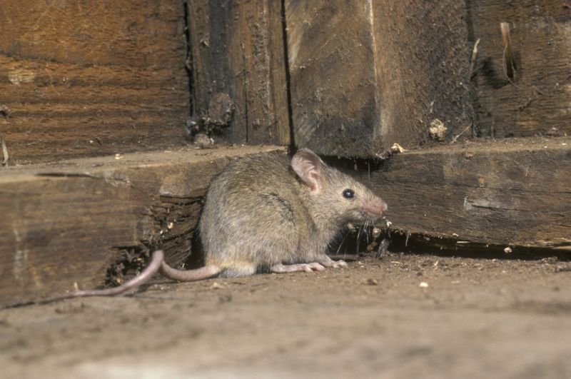 Why Mice Multiply Quickly Once Inside Wall Cavities