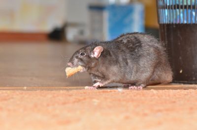 Why Professional Rodent Pest Control Is More Effective Than Diy Methods